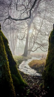 A small stream flows through a foggy forest, pierced by sunlight, surrounded by moss-covered trees,