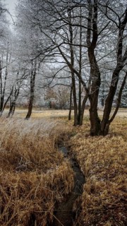A wintry field with trees covered by a thin layer of snow, small stream, mystical, romantic,