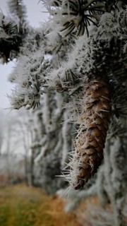 A cone covered by frosty ice crystals hangs on a pine branch, Rennsteig, Frankenwald nature park