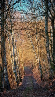 A sunny forest trail lined with birch trees, in an autumn atmosphere, Franconian Forest