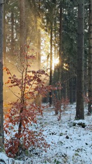 Sun shines through snow-covered trees and creates a golden glow, mystical, romantic, Franconian
