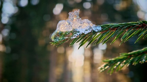 Close-up of snow sparkling on a pine branch in a winter forest, mystical, romantic, Frankenwald