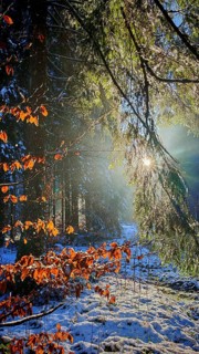 Light-flooded forest with autumn leaves and snow creates a magical atmosphere, mystical, romantic,