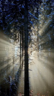 Rays of light penetrate a snowy forest and create an enchanting winter atmosphere, mystical,