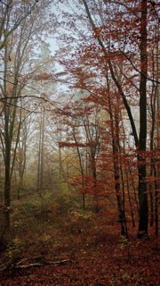 Autumnal forest with light fog and quiet atmosphere, mystical, romantic, Franconian Forest nature