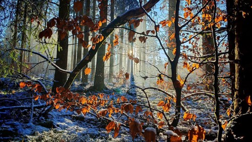 Autumn leaves in front of snowy forest, illuminated by warm sunlight, mystical, romantic,