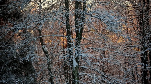 Snow-covered trees with frost-covered branches, illuminated by sunlight, in winter forest