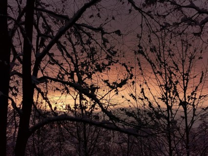 Snowy trees look at a colorful sunset