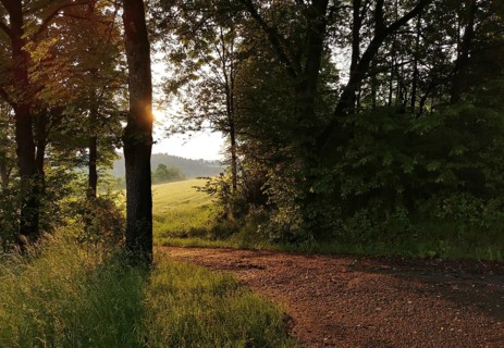 A path through the forest with sunlight shining through the trees
