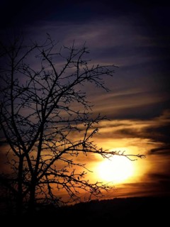 Tree branches as a silhouette in front of a vivid orange-blue sunset