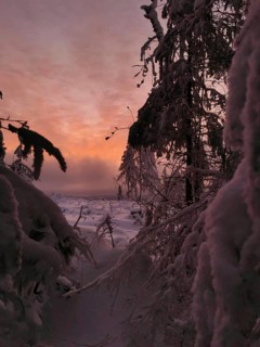 Snowy forest at dusk with pink sky and dark silhouettes, Rennsteig, Thuringian Forest