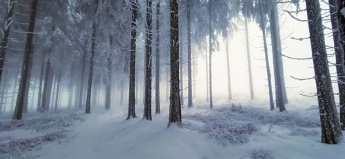 Snowy forest in winter, tall trees rising into the misty light, mystical, romantic, Rennsteig,