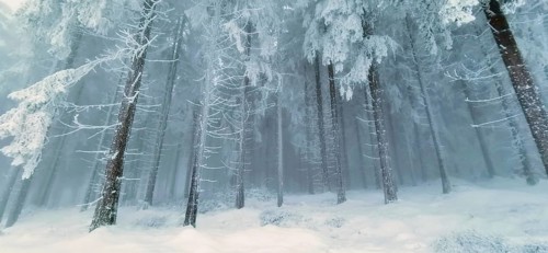 Snowy coniferous forest with foggy, bluish tones and a cold atmosphere, Rennsteig, Thuringian