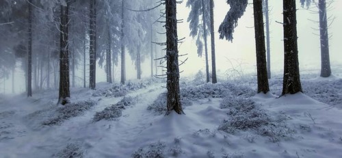 Snowy forest with clear tree contours and a quiet atmosphere, mystical, romantic, Rennsteig,