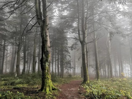 Mystical forest trail surrounded by tall trees and thick fog in a quiet atmosphere, mystical,