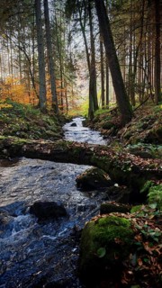Quiet stream, surrounded by idyllic autumnal forest and trees, romantic atmosphere, Frankenwald