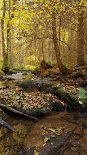 A small stream in autumn forest, covered with fallen leaves, cozy atmosphere, Franconian Forest