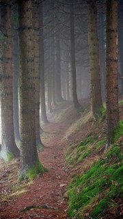A quiet, moss-covered path snakes through a foggy forest, mystical, romantic, Rennsteig,
