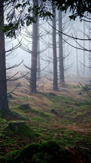 A quiet cloud forest with moss-covered ground and slender trees, mystical, romantic, Rennsteig,