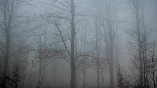 Foggy and bare forest with tall trees that create a gloomy atmosphere, mystical, romantic,