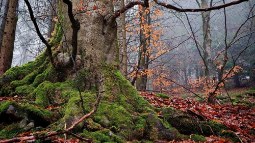 Large tree in autumn forest, covered with moss and surrounded by colorful leaves, mystical,