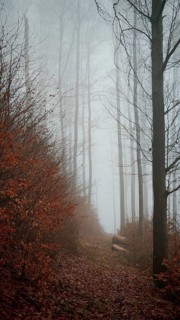 A path covered in fog leads through a bare forest, surrounded by autumn leaves, mystical, romantic,
