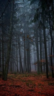 Dark forest at dusk with autumnal leaves and cool atmosphere, mystical, romantic, Rennsteig,