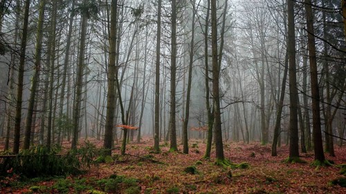 Autumn forest with colorful leaves and light fog, mystical, romantic, Rennsteig, Frankenwald