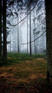 Misty forest with tall trees and a quiet winter atmosphere, mystical, romantic, Rennsteig,