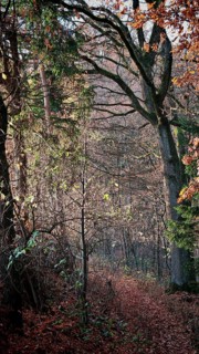 Autumn forest trail with leaves under soft sunshine, mystical, romantic, Franconian Forest nature
