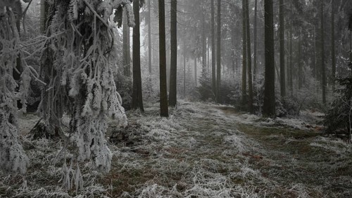 Frosty forest with foggy atmosphere and quiet, cold atmosphere, mystical, romantic, Rennsteig,