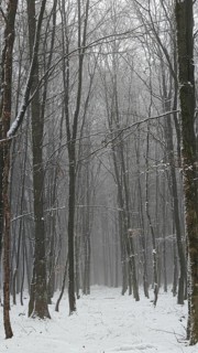 Snow-covered forest with tall trees in a quiet winter atmosphere, mystical, romantic, Rennsteig,