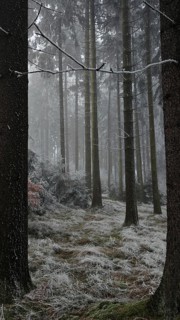 Tall trees in a foggy, frosty forest in wintry weather, mystical, romantic, Rennsteig, Franconian