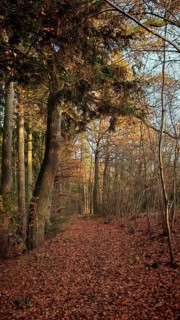 Autumn forest trail covered with colorful leaves in the evening light, mystical, romantic,