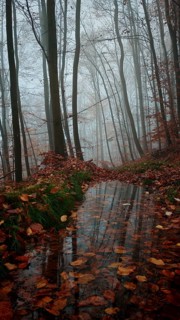 Forest trail with autumn leaves and a puddle under a foggy sky, mystical, romantic, Thuringian