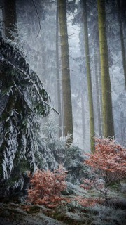 Snowy forest with trees, frosty atmosphere, mystical, romantic, Rennsteig, Frankenwald
