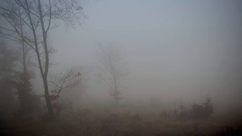 Foggy scene with trees in a soft shade of gray, mystical, romantic, Rennsteig, Thuringian Forest