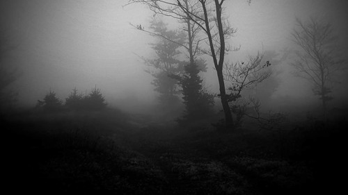 Picturesque black and white depiction of a foggy forest, mystical, romantic, Rennsteig, Thuringian