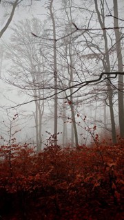 Hazy forest with red leaves and thin branches in a melancholy mood, mystical, romantic, Franconian