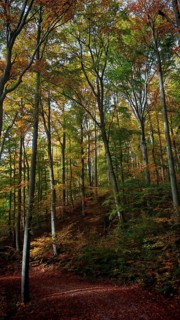 Towering trees with colorful foliage in the gentle autumnal forest landscape, mystical, romantic,