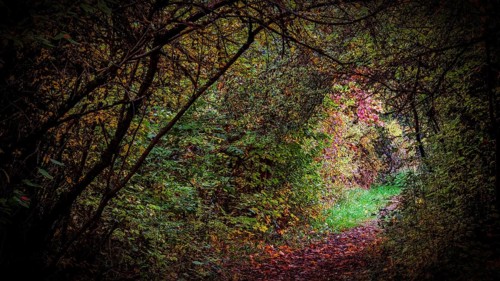 Path through an autumnal forest arch with colorful leaves and mysterious atmosphere, mystical,