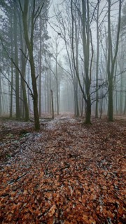 A quiet forest trail with fog and fallen leaves