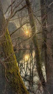 Sunbeams shine through trees onto a quiet stream