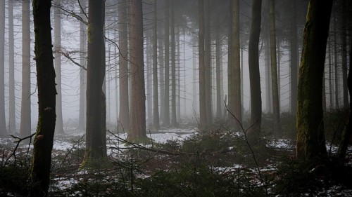 A quiet, foggy forest with some snow in the undergrowth