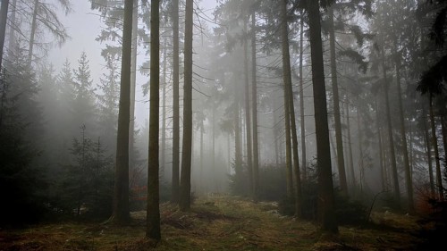 A foggy, dark forest conveys a mysterious atmosphere