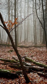 A foggy forest with fallen leaves and bare trees
