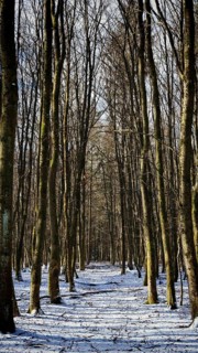 Snowy forest trail with bare trees and occasional sunlight, creates winter rest