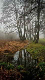 A quiet stream reflects trees in a foggy, serene landscape, mystical, romantic, Rennsteig,