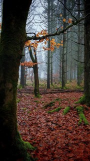 Autumnal forest with moist soil and foggy morning atmosphere, mystical, romantic, Rennsteig,