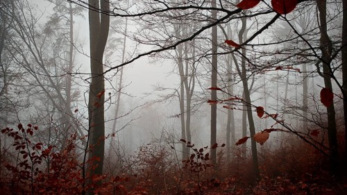 Misty forest with fallen leaves and bare branches full of mystical peace, mystical, romantic,